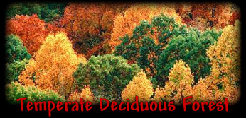 Temperate Deciduous Forest