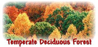 Temperate Deciduous Forest