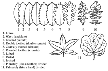 Leaf Margins