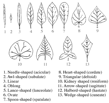 Leaf Shapes