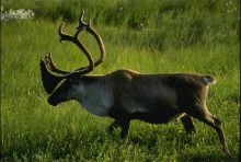 Antlers on Caribou
