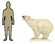 Size of Polar Bear