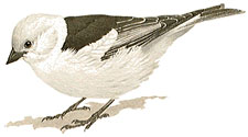 Snow Bunting