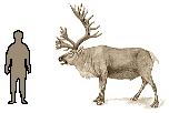 Size of Caribou