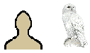 Size of Snowy Owl