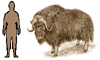 Size of Musk Ox