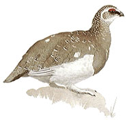 Rock Ptarmigan