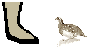 Size of Rock Ptarmigan