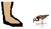 Size of Ruddy Turnstone