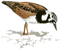 Ruddy Turnstone