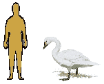 Size of Tundra Swan