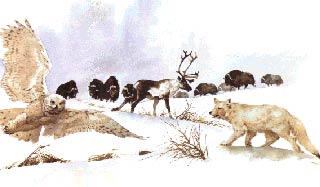 Tundra Animals Tundra Animals
