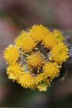 Tundra Blossom
