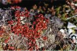 Dark Red Leaves