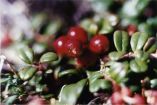 Berries Contain Seeds