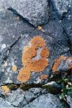 Lichen Growing on Rock