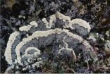 Lichen