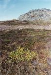 Shrubs Growing Among Rocks