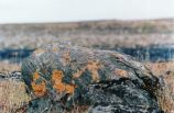 Lichen Growing on Rock