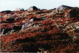 Tundra Plant with Dark Red Leaves