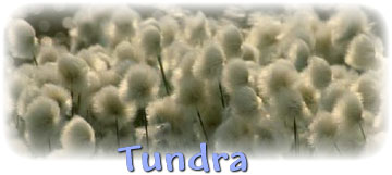 Tundra