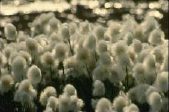 Cotton Grass